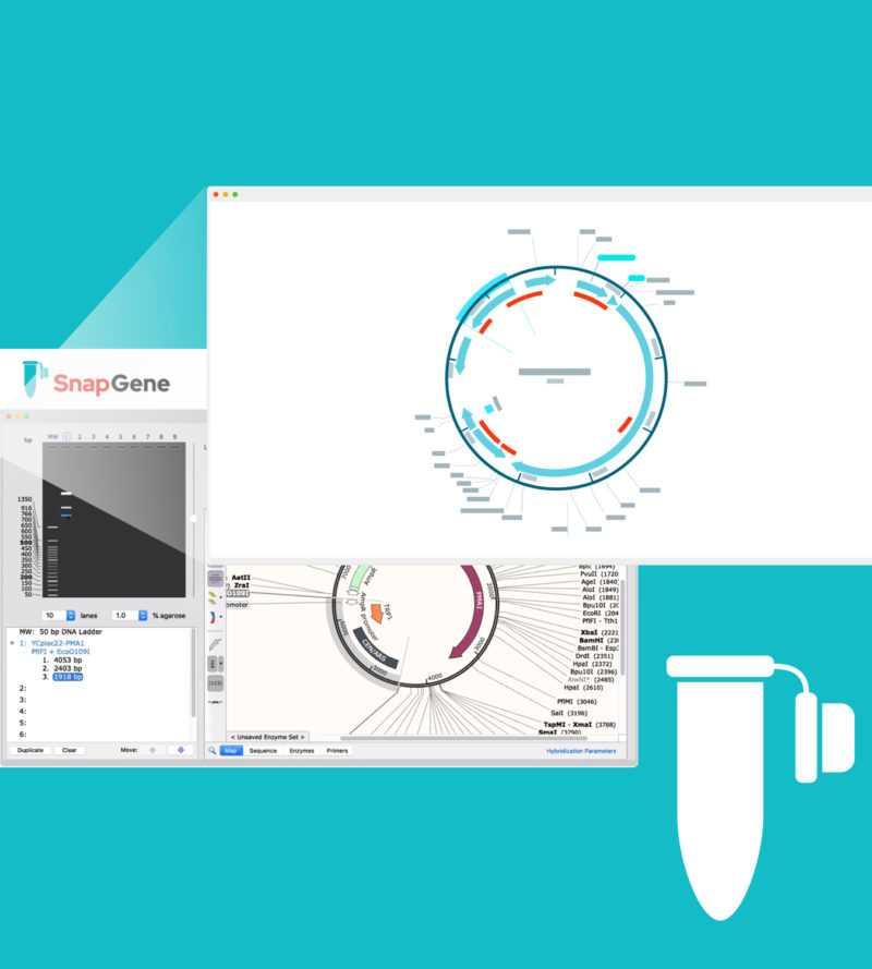 SnapGene molecular cloning and plasmid visualization software interface