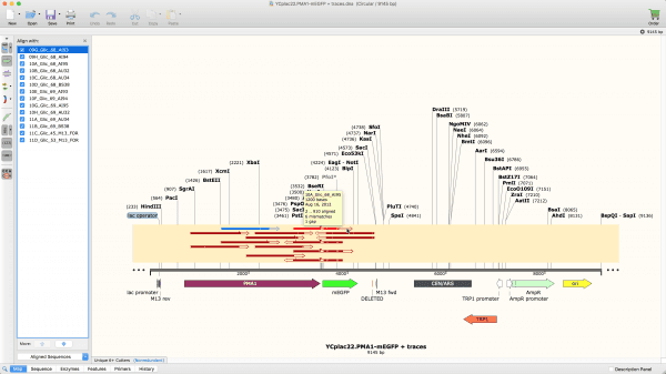 Sequence alignment in SnapGene