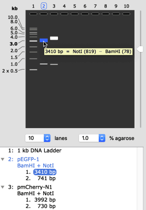 Agarose gel simulation in SnapGene
