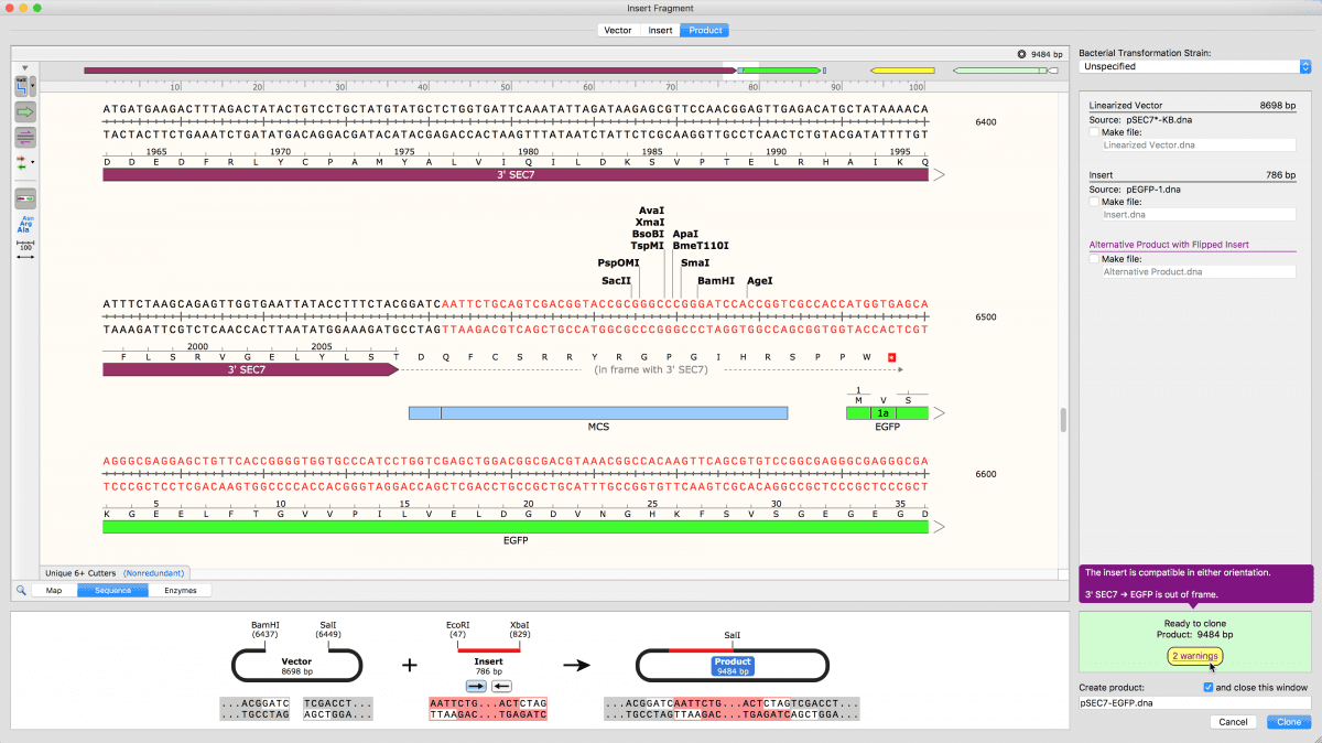 SnapGene cloning strategy planning