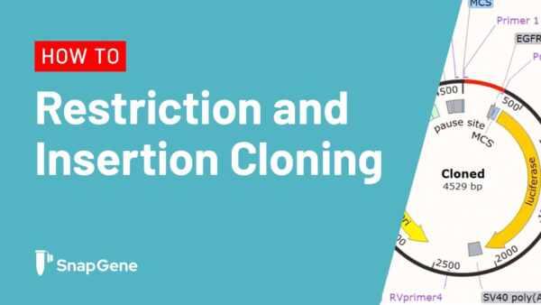 Restriction and Insertion Cloning