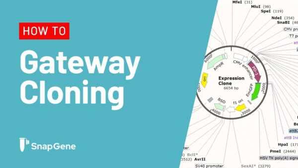 Gateway Cloning