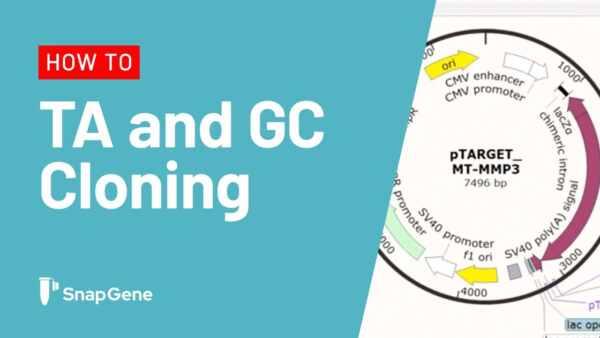TA and GC Cloning