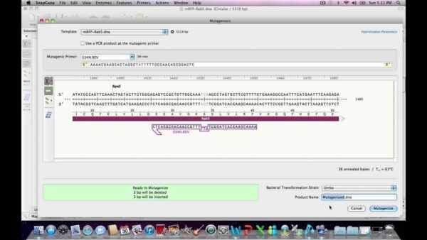 Primers, PCR, and Mutagenesis
