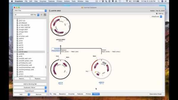 Convert a Vector NTI® Database to a SnapGene Collection