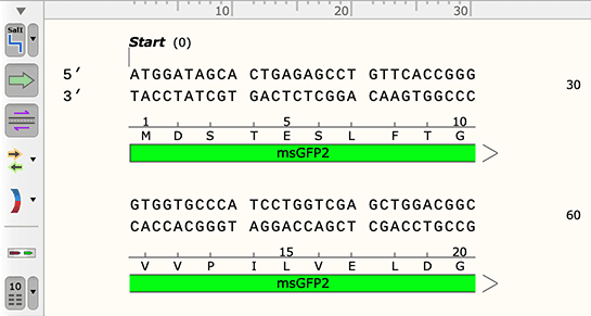 SnapGene – Sequence blocks of 3 or 10 residues