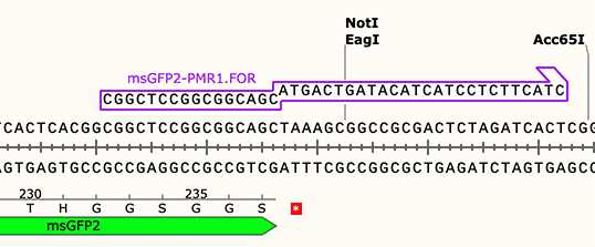 SnapGene – Primers with 3′ Overhangs