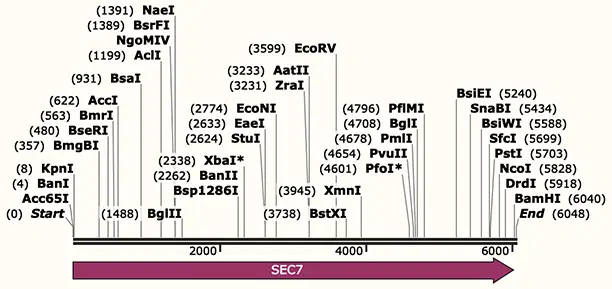 SnapGene 5 – Better Linear Maps