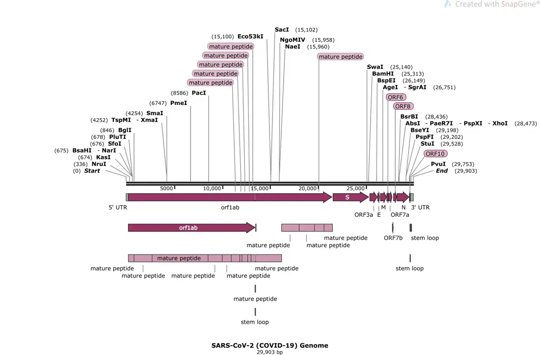 SnapGene 5 – Coronavirus Resources