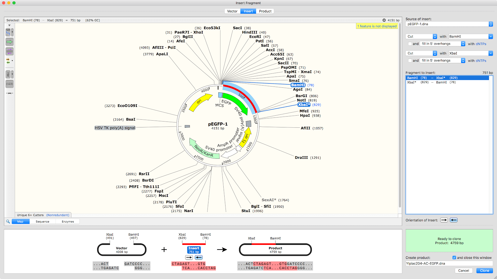 snapgene cloning