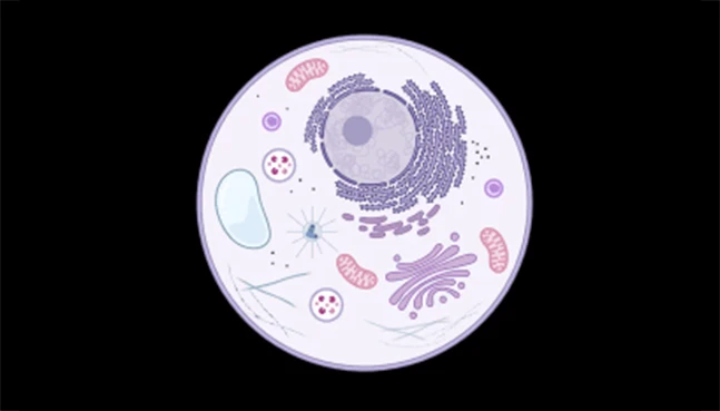 Protein-Localization