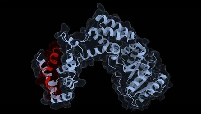 Signal-Peptide-Detection